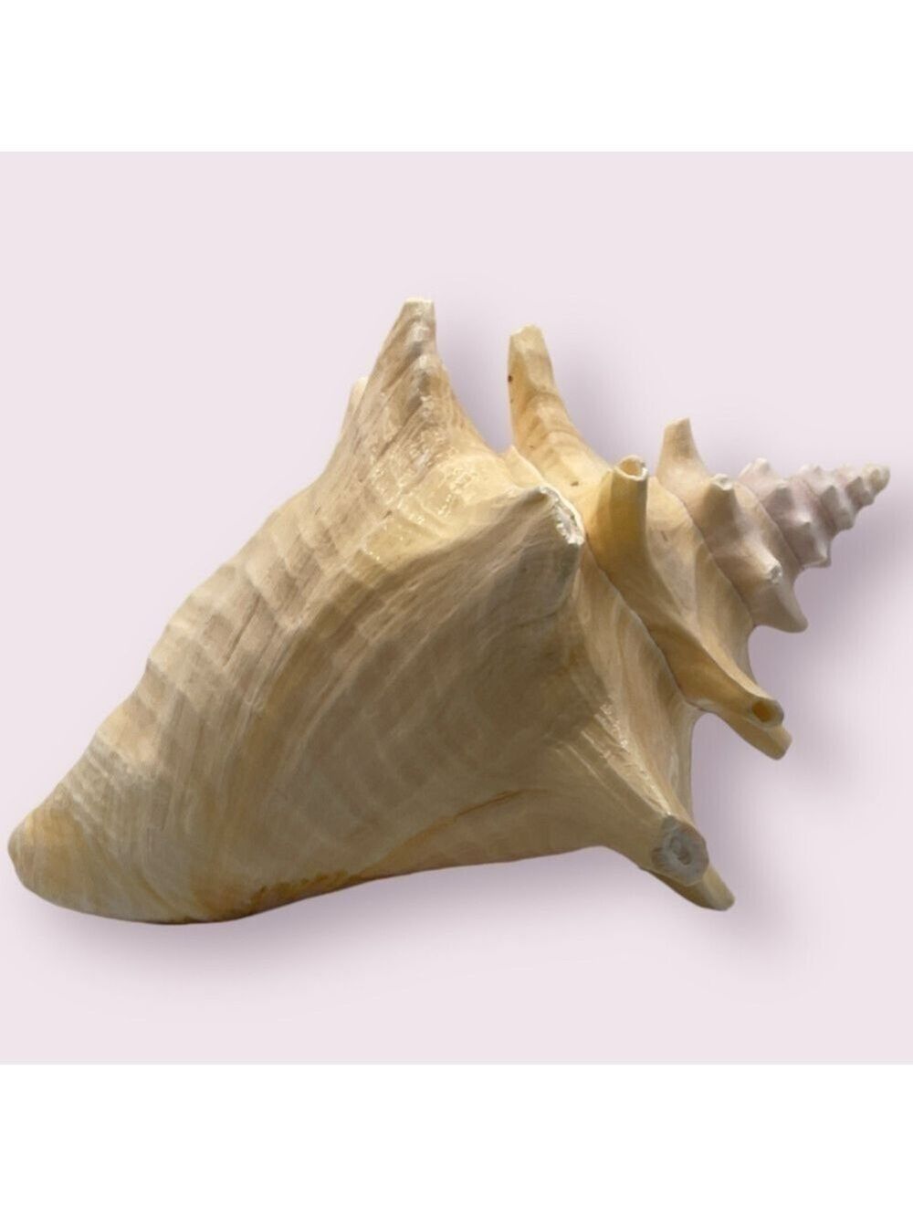 Queen Conch Shell Extra Large - Picture 4 of 5